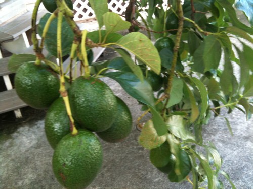 check out our avocados ... yum!!