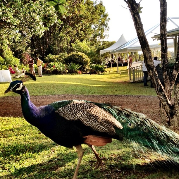 Today's gig features a peacock.  Where are we?!?